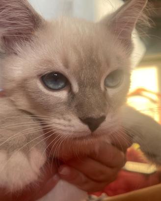 Gatti ragdoll