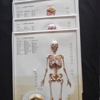 Il Corpo umano in rilievo Nova Rico Firenze
