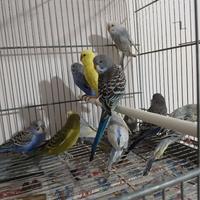 Cocoriti