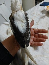 Calopside allevati a mano