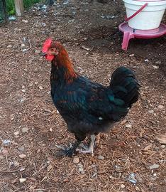 Galletti Marans e Olive egger