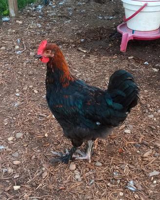 Galletti Marans e Olive egger