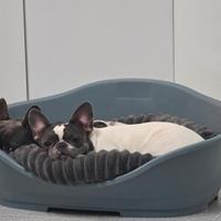 Bulldog francese