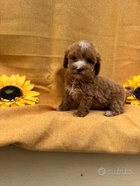 Maltipoo