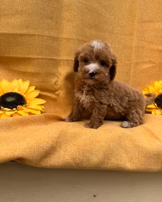 Maltipoo