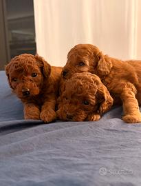 Cuccioli di Barboncino toy Red 1M 1F