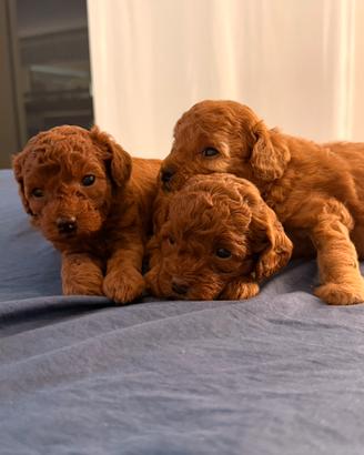 Cuccioli di Barboncino toy Red 1M 1F