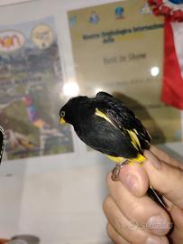 Negrito della Bolivia anellata 2025