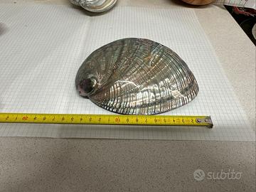 Haliotis Fulgens Conchiglia (abalone) 160 mm Circa