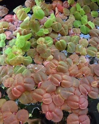 Piante galleggianti varie