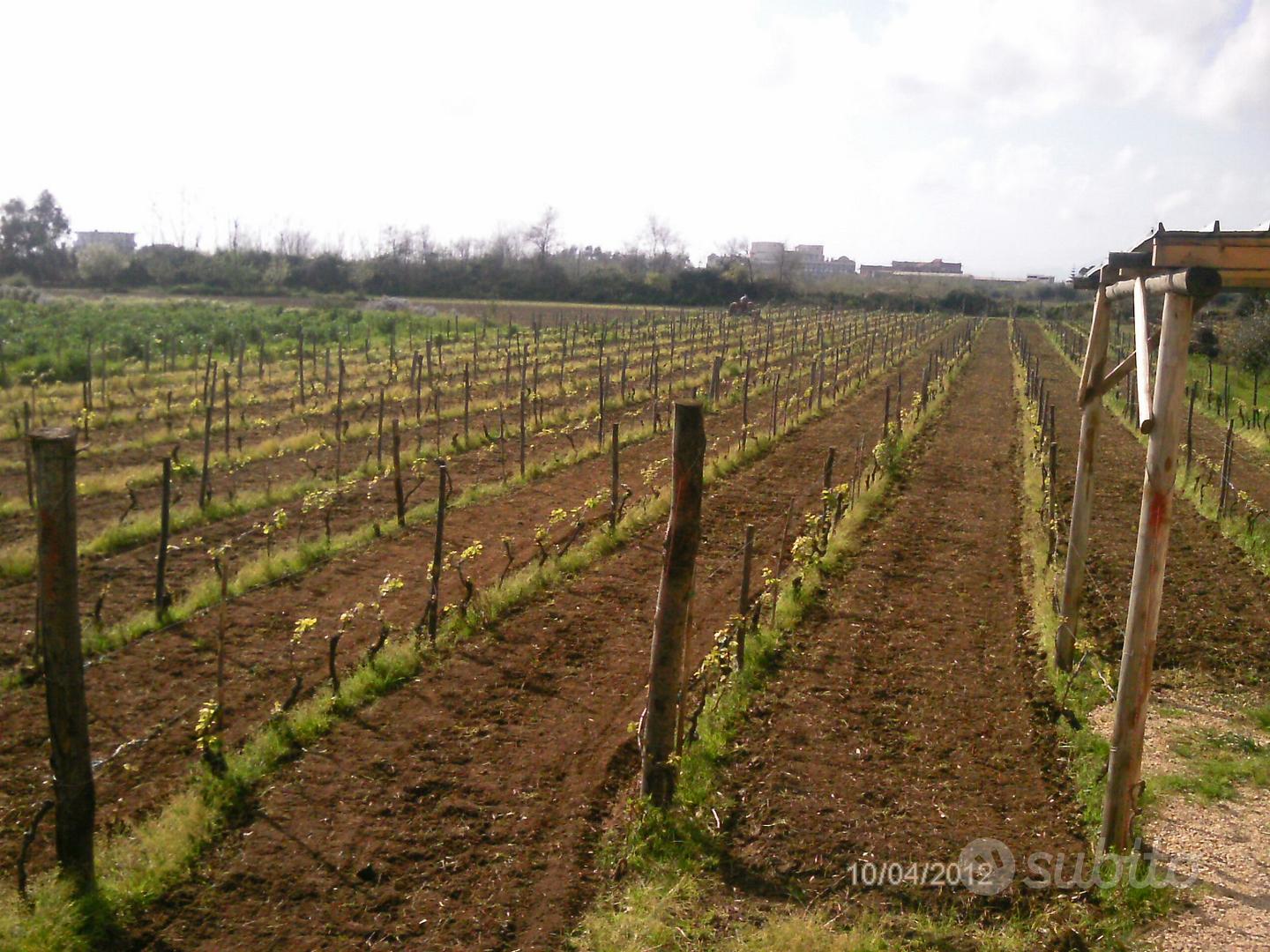Terreno agricolo con vigneto - Vista 4