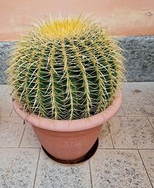 Echinocactus Grusonii Brevispinus