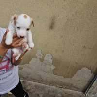 Jack Russell Terrier puri bellissimi