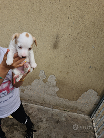 Jack Russell Terrier puri bellissimi