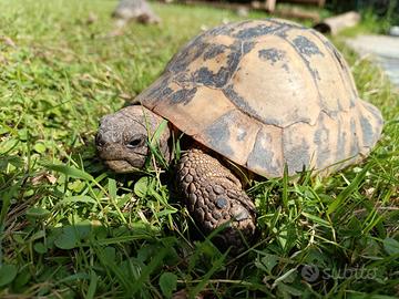 Tartaruga di terra hermanni - maschio adulto e rip