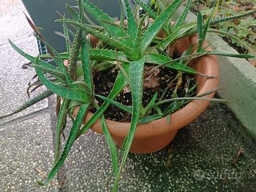 Piante Aloe Vera