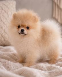 Cucciolo di volpino di Pomerania