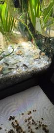 Ancistrus