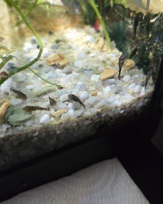 Ancistrus