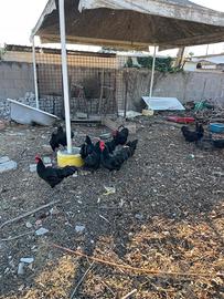 Giovani galli australorp neri