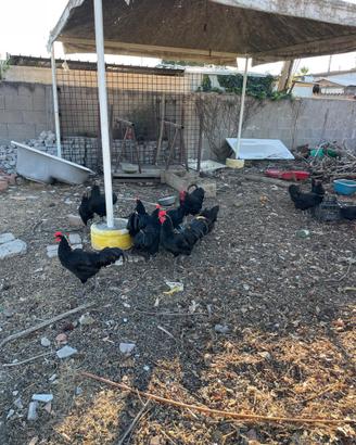 Giovani galli australorp neri