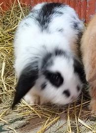 Coniglio testa di leone