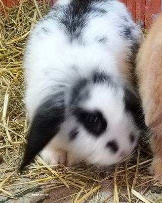 Coniglio testa di leone