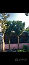 Cipresso cipressi leylandii alti 270 /280 cm