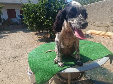 Cucciola Setter Inglese 