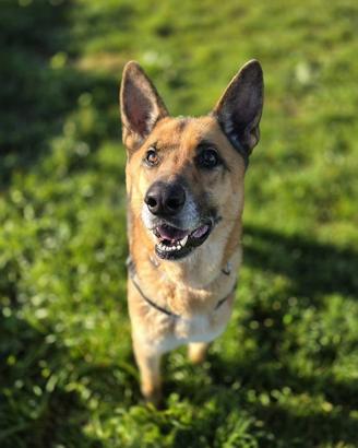 Pastore tedesco , 5 anni