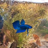 Betta mahachaiensis locati Samut Sakhon