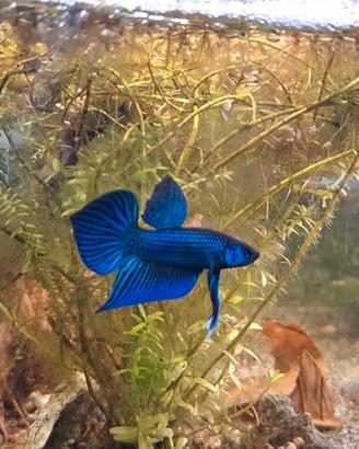 Betta mahachaiensis locati Samut Sakhon
