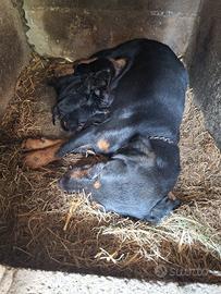 Jagdterrier