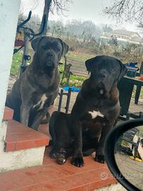 Giovani cani corso