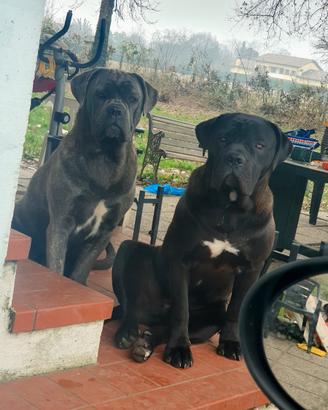 Giovani cani corso