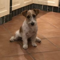 Jack russel con pedigree
