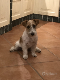 Jack russel con pedigree