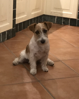 Jack russel con pedigree