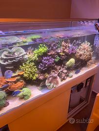 Aquario marino 550L