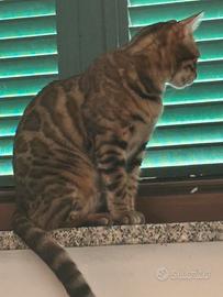 Gatto bengala