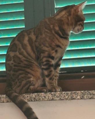 Gatto bengala