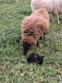 Pecora nana ouessant
