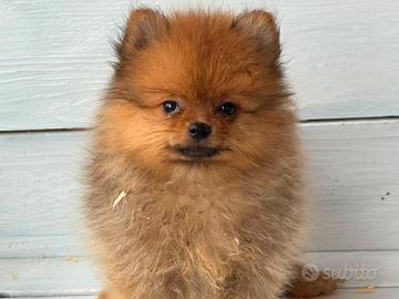 Spitz di Pomerania 