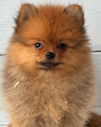 Spitz di Pomerania 
