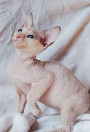 Gattina don sphynx( con difetto estetico)