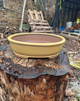 vaso bonsai 