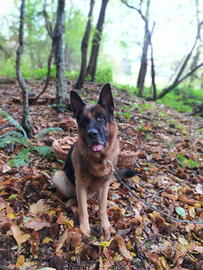 Maschio pastore tedesco per accoppiamento