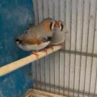 Diamantini maggiorati