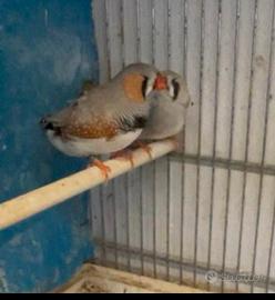 Diamantini maggiorati