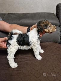 Fox Terrier